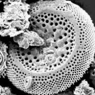 Ränivetika ehk diatomiitkivimi pulber on oma olemuselt mikroskoopilise fütoplanktoni kestadest tehtud pulber. Tegu on mageveest pärit ränivetikate ehk diatoomidega – vees elavate organismidega, mis sisaldavad ülikõrges kontsentratsioonis (ca 89%) mittekristallilist räni.  Räni on omakorda võtmeteguriks keha ühe olulisema valgu, kollageeni, ehitamisel. Kollageen  on põhiline valk nii meie luude, kõhrede ja  sidekudede, kui  naha, küünte ning  […]