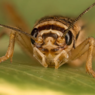 Üks teema, millest putukajahu promojad ja entomofaagia lembesed just sageli ei räägi, on potentsiaalne parasitaarsete nakkuste oht. Putukad on teatavasti tänuväärseks vektoriks erinevatele viirustele, bakterite ja parasiitidele. Allolev uuringukokkuvõte annab teema aktuaalsusest pisut aimu: “Uuringumaterjal hõlmas elusate putukate proove 300 putukafarmist ja lemmikloomapoest, sealhulgas 75 jahuussifarmist, 75 kodukilgifarmist, 75 Madagaskari susisevate prussakate farmist ja 75 […]