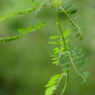 Chanca piedra (Phyllanthus niruri) jäi kauaks hästi hoitud saladuseks, kuigi seda kasutati laialdaselt nii Amazonase kui ka Ayurveda meditsiinis. Kuigi selle ravimtaime nimi tähendab “kivimurdjat”, võib see kaitsta ka maksa, vähendada põletikku, aidata diabeedi ja kõrge kusihappe (k.a. podagra) korral ning võidelda infektsioonidega. Chanca piedra kasvab troopilistes piirkondades üle kogu maailma – Hiinast Indiani kuni […]