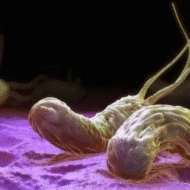 Postitus teemal: “Ebamugavad kaasteelised”. Helikobakter on kōrge immuunreaktiivsusega pahalane, mis ei tekita pelgalt seedeprobleeme, vaid on ka nahaprobleemide, meeleoluhäirete, kasvajate ja autoimmuunhaiguste vallandumise sagedane taustajōud. Ka nt. kroonilise seljavalu pōhjus vōib peituda helikobakteri poolt tekitatud maohaavandis. Millega tegu? Helicobacter pylori (H. pylori) on gramnegatiivne, spiraalikujuline bakter, mis koloniseerib mao limaskesta ning mis jõuab makku toidu […]